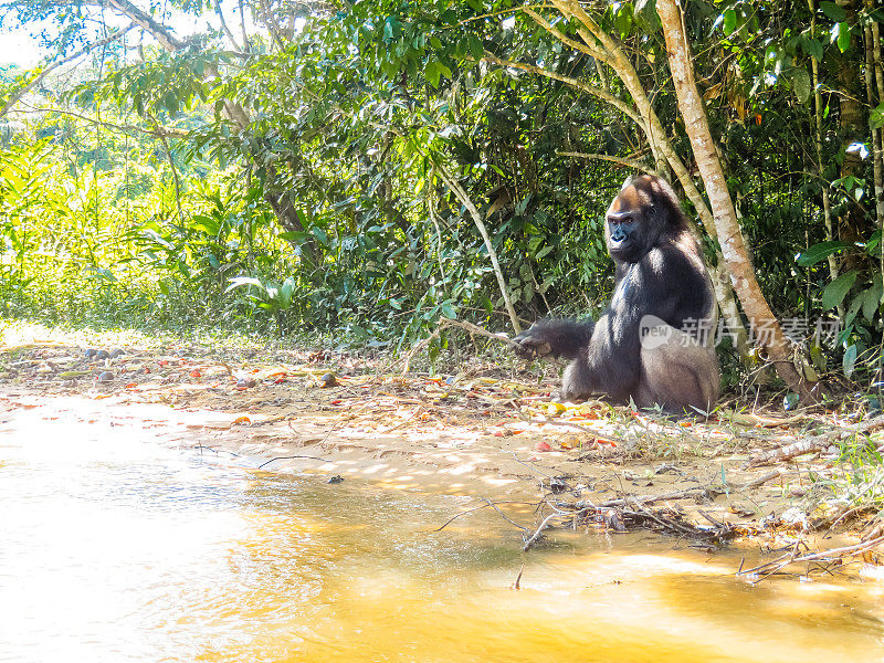 刚果共和国lsamsio - louna保护区的一只大猩猩